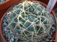 Gymnocalycium hyptiacanthum ssp. netrelianum Dscf4487.jpg